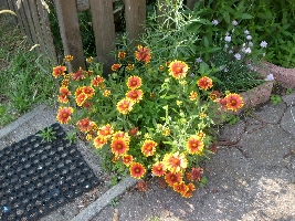 This is a flower on our terace. I liked these colors and had to take a picture of them!